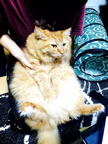 ねとらぼ生物部編集長