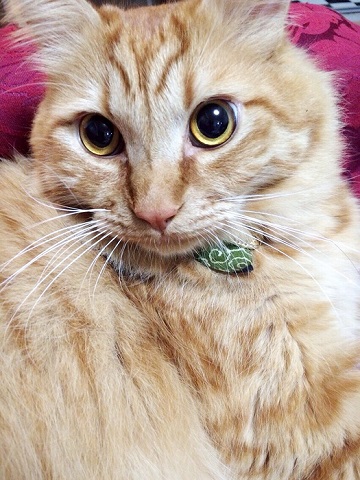 ねとらぼ生物部編集長