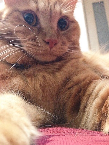 ねとらぼ生物部編集長