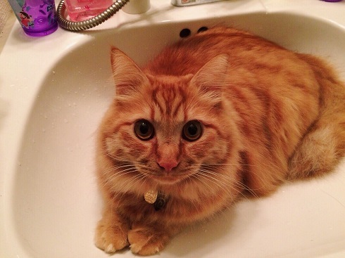 ねとらぼ生物部編集長