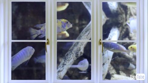 猫 リラックス 騒音 ストレス軽減 動画 落ち着かせる