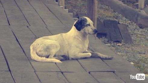 猫 リラックス 騒音 ストレス軽減 動画 落ち着かせる