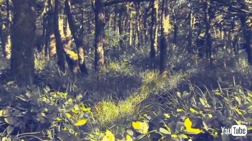 猫 リラックス 騒音 ストレス軽減 動画 落ち着かせる