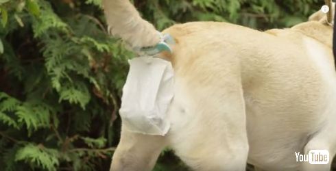 犬のフンを回収してくれるクリップ