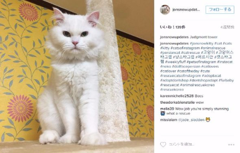 猫 ボロボロ もふもふ 保健所 回復 ジョン・スノー レイチェル・ブラウン