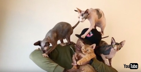 猫ラッパーMoshow