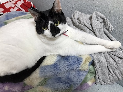 ピックを隠す猫