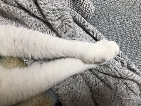 ピックを隠す猫
