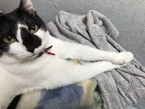 ピックを隠す猫