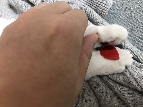 ピックを隠す猫