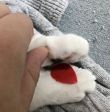 ピックを隠す猫