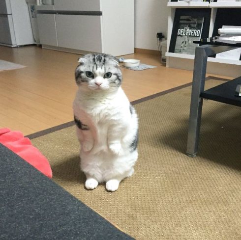 直立する猫