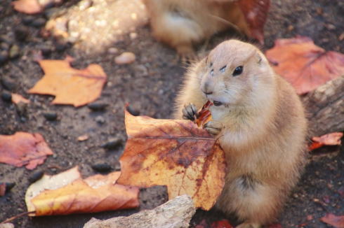 プレーリードッグ