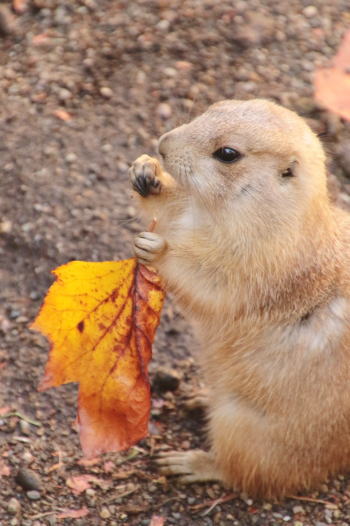 プレーリードッグ