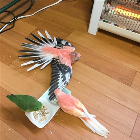 ナスカの地上絵状態のインコ