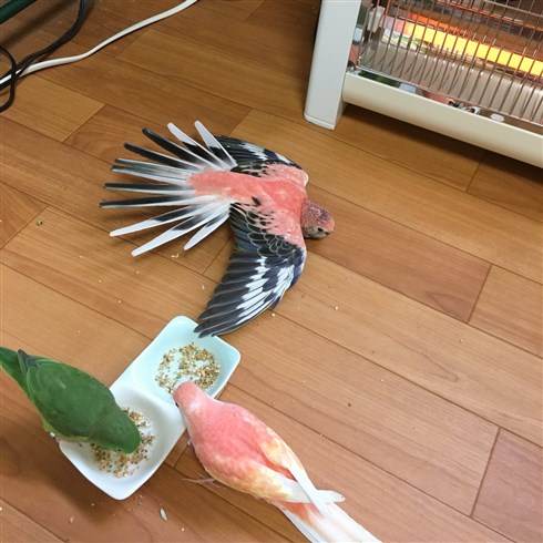 ナスカの地上絵状態のインコ
