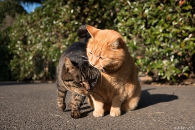 あおいとり・気ままに猫だもん