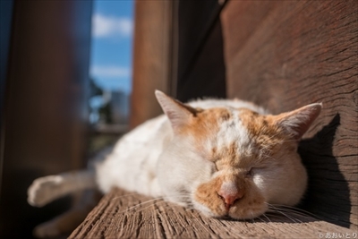 あおいとり・気ままに猫だもん