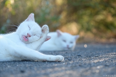 あおいとり・気ままに猫だもん