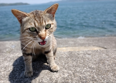 あおいとり・気ままに猫だもん