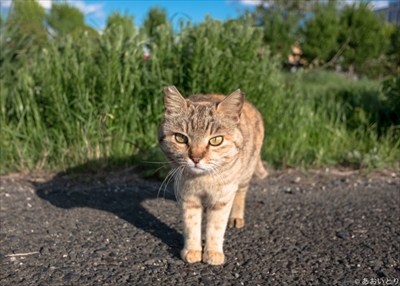 あおいとり・気ままに猫だもん