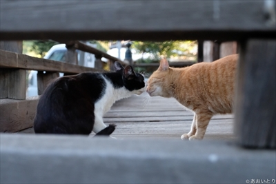 あおいとり・気ままに猫だもん