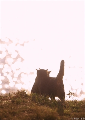 あおいとり・気ままに猫だもん