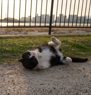 あおいとり・気ままに猫だもん