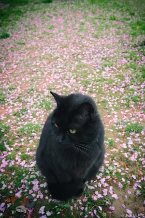 あおいとり・気ままに猫だもん