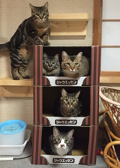 猫マンション