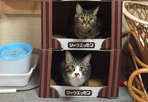猫マンション