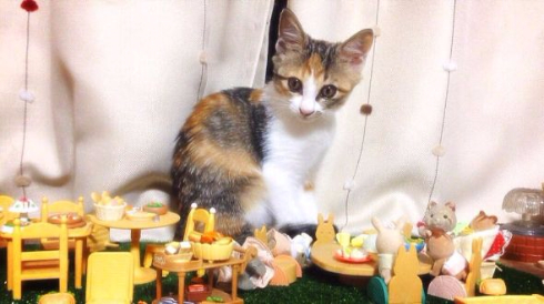 猫 進撃 巨猫 シルバニアファミリー ころん