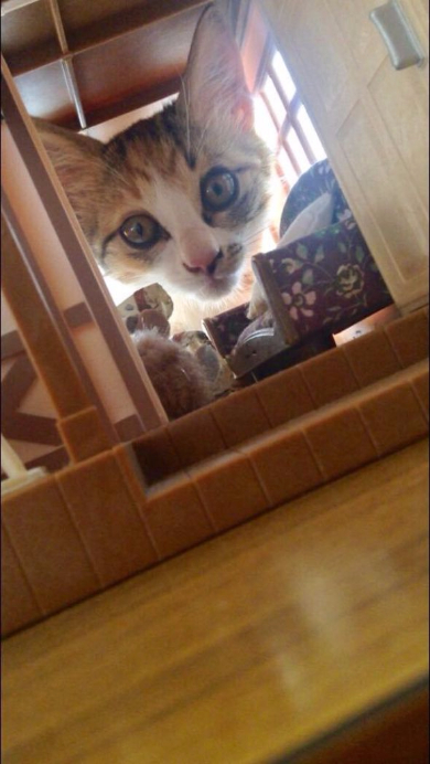 猫 進撃 巨猫 シルバニアファミリー ころん