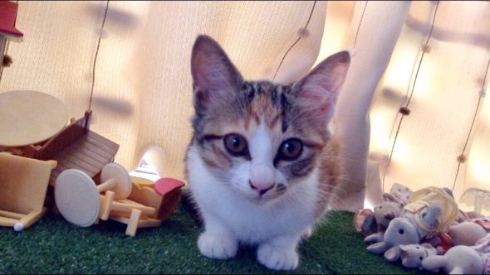 猫 進撃 巨猫 シルバニアファミリー ころん