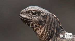 イグアナ ヘビ 対決 逃走 プラネットアース 動画 BBC