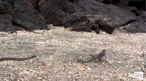 イグアナ ヘビ 対決 逃走 プラネットアース 動画 BBC