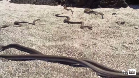 イグアナ ヘビ 対決 逃走 プラネットアース 動画 BBC