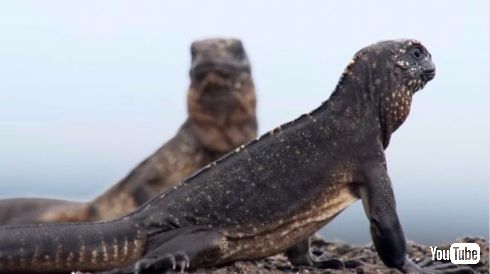 イグアナ ヘビ 対決 逃走 プラネットアース 動画 BBC