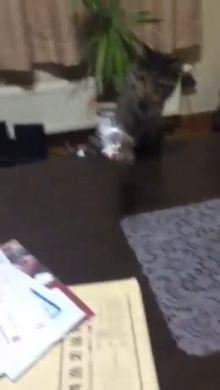 猫パンチ