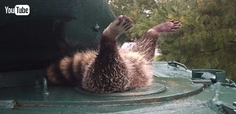 アライグマ＆パンツァー