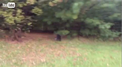 アライグマ＆パンツァー