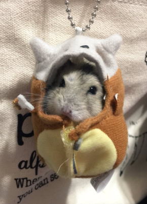 きぐるみハムスター