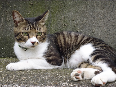 ねとらぼ生物部編集長