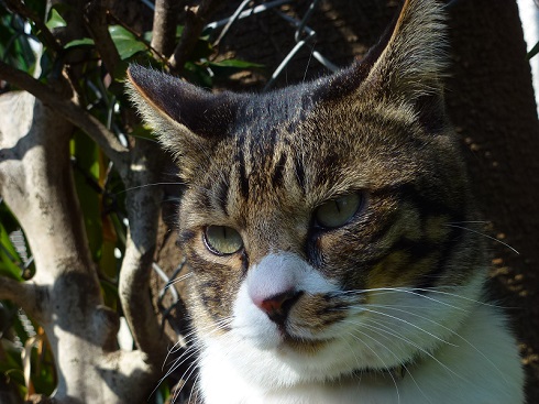 ねとらぼ生物部編集長