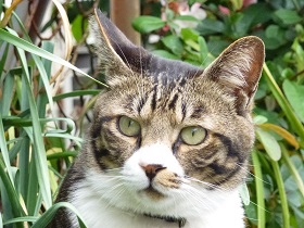 ねとらぼ生物部編集長