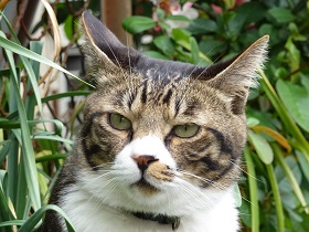 ねとらぼ生物部編集長