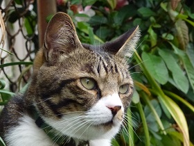 ねとらぼ生物部編集長