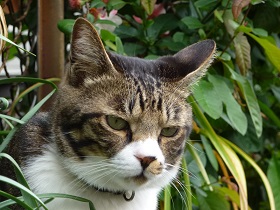 ねとらぼ生物部編集長