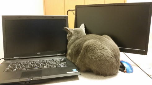隙間ねこ