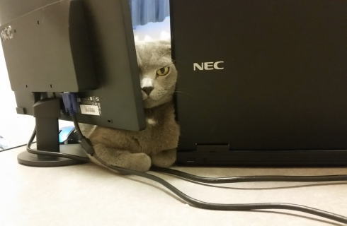 隙間ねこ